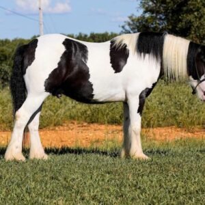 Registrierter Gypsy Vanner Wallach zu verkaufen