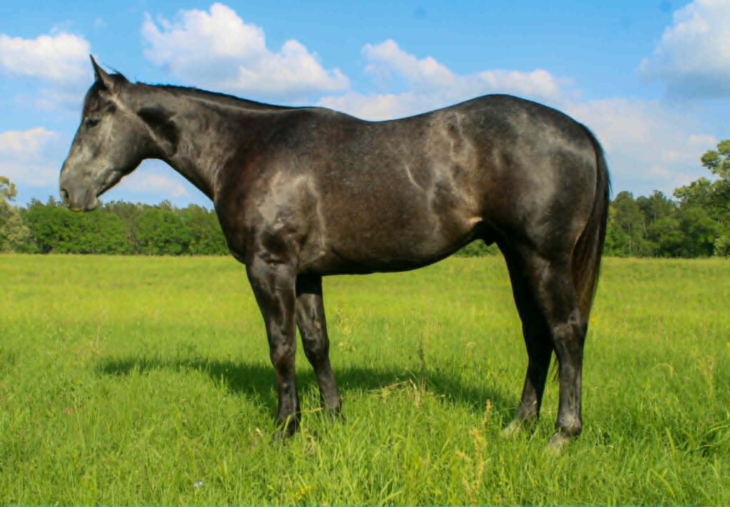Quarter Horse zu verkaufen in Deutschland