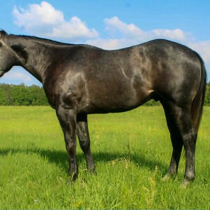 Quarter Horse zu verkaufen in Deutschland